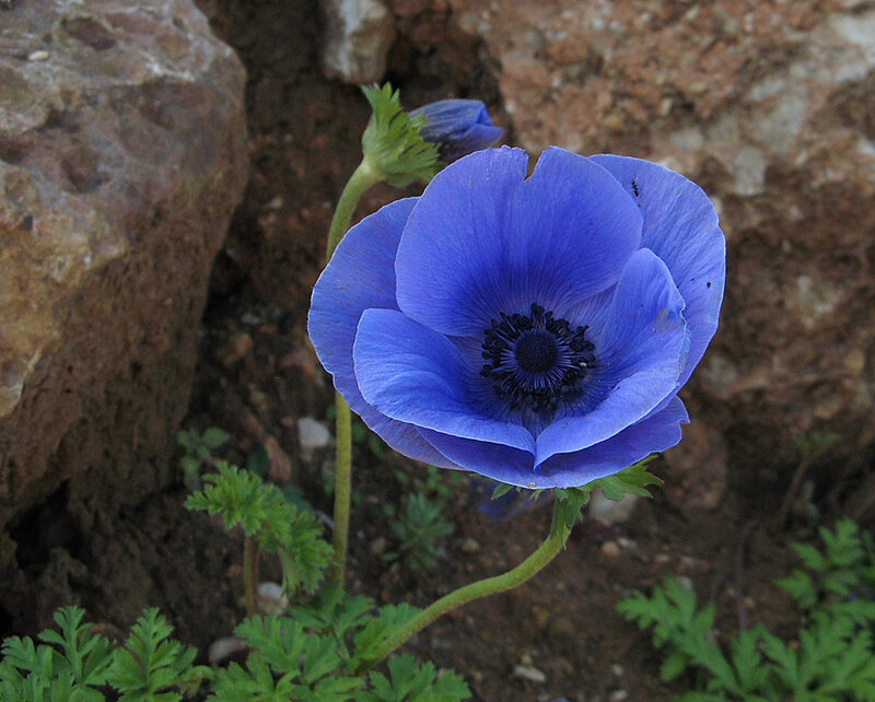 Blue Anemone Flower — Natural