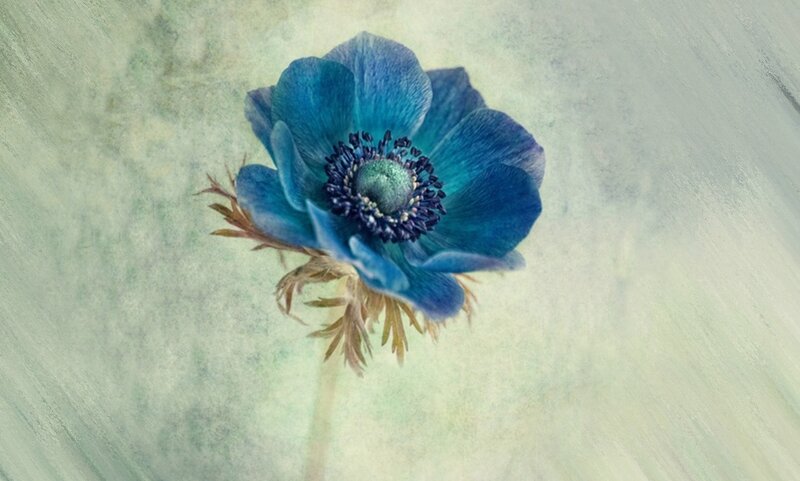 Blue Anemone Flower — Serene, Digital Art
