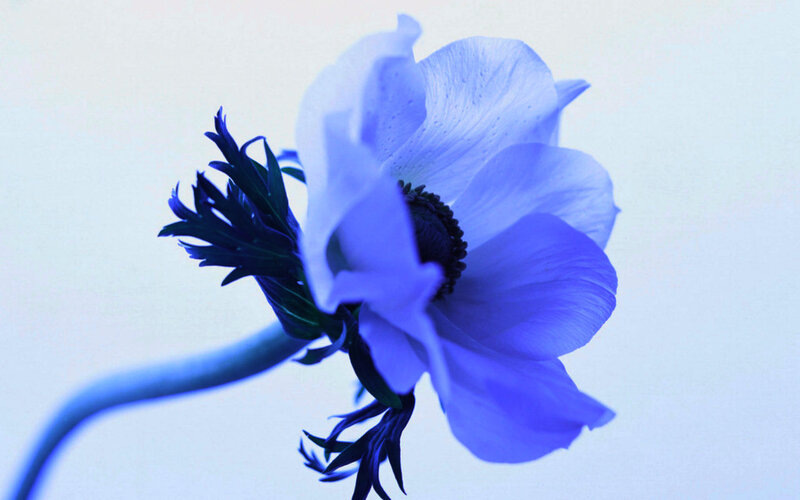 Blue Anemone Flower — Serene, Photograph, Stem, Petals