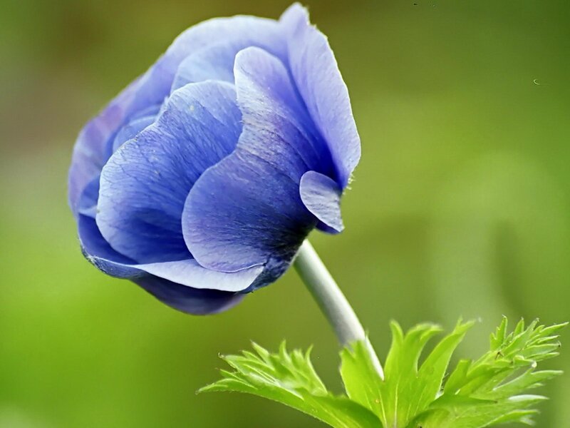 Blue Anemone Flower — Serene, Photograph, Stem