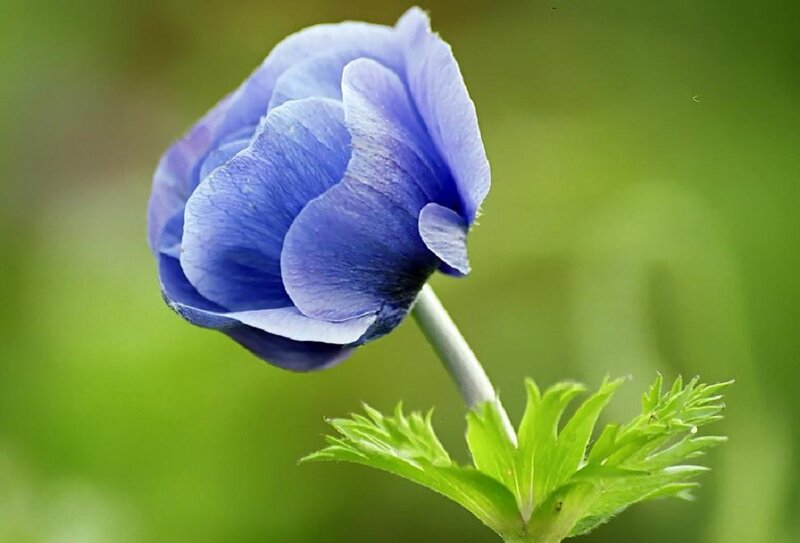 Blue Anemone Flower — Serene, Photograph