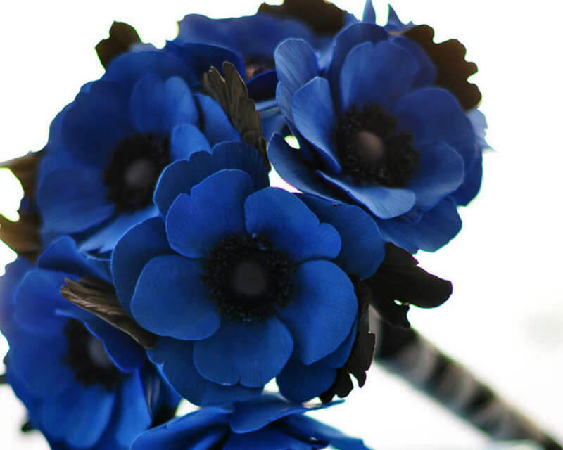 Blue Anemone Flowers — Calm