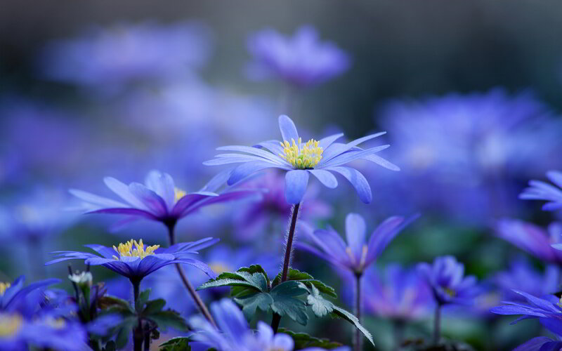 Blue Anemone Flowers — Purple