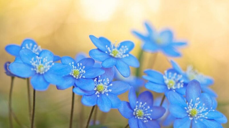 Blue Anemone Flowers — Serene, Spring, Photograph, Stems