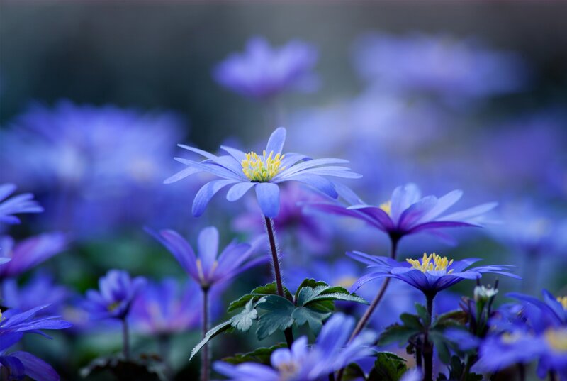 Blue Anemone Flowers — Serene, Spring, Photograph