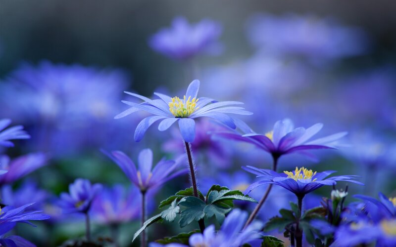 Blue Anemone Flowers — Serene, Spring, Photograph, Yellow Centers