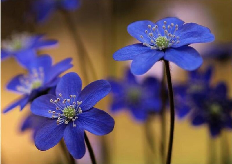 Blue Anemone Flowers