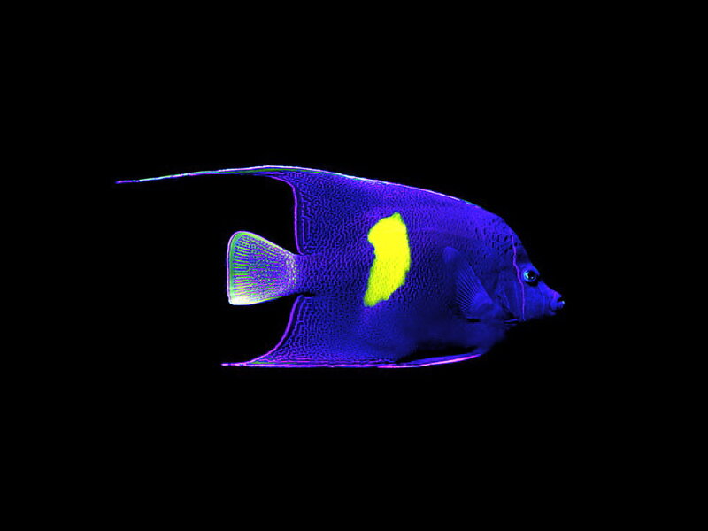 Blue Angelfish — Dramatic