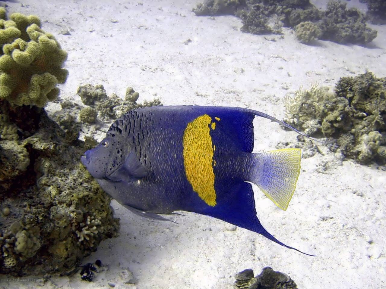 blue angelfish in coral reef