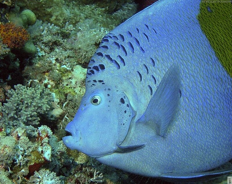 blue angelfish on coral reef