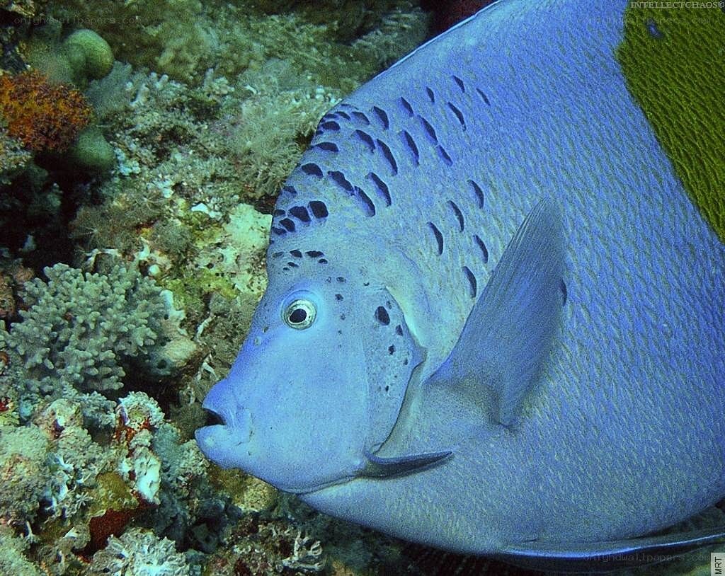 blue angelfish on coral reef