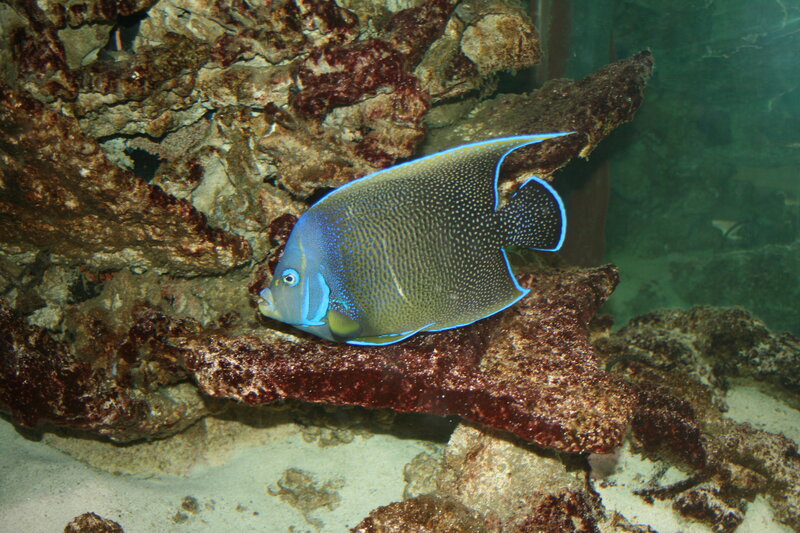 Blue Angelfish on Coral