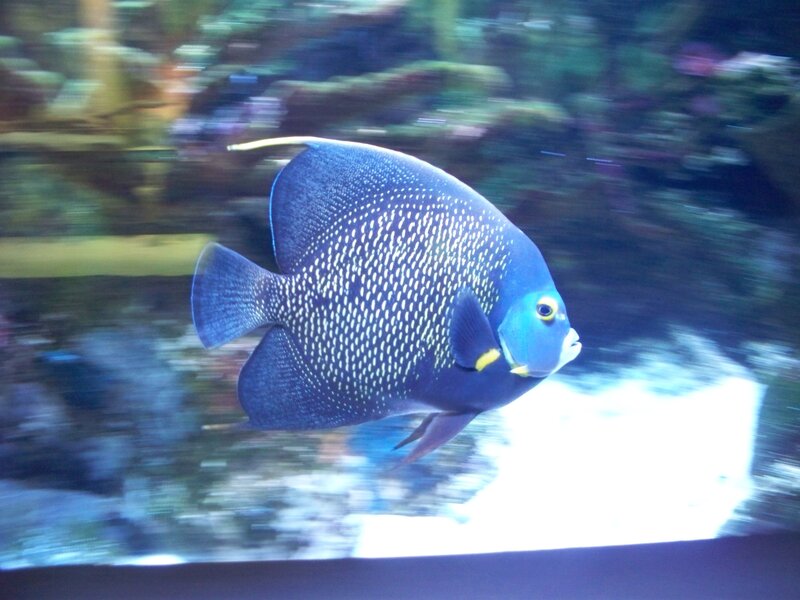 Blue Angelfish Swimming