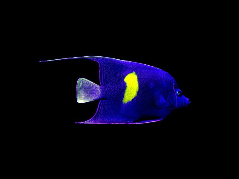 Blue Angelfish