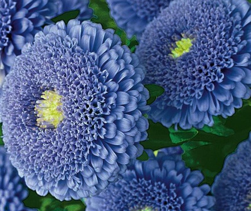 Blue Aster Flowers — Calm, Photograph