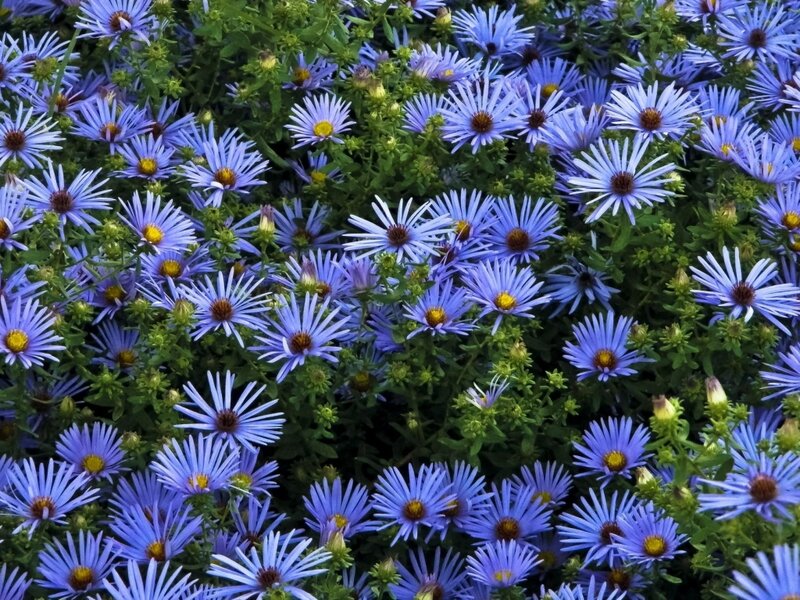 Blue Aster Flowers — Calm, Summer, Photograph