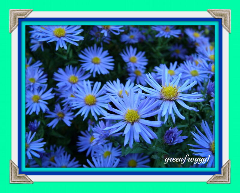 Blue Aster Flowers — Calm, Summer
