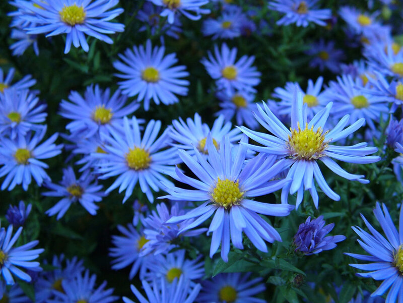 Blue Aster Flowers — Calm