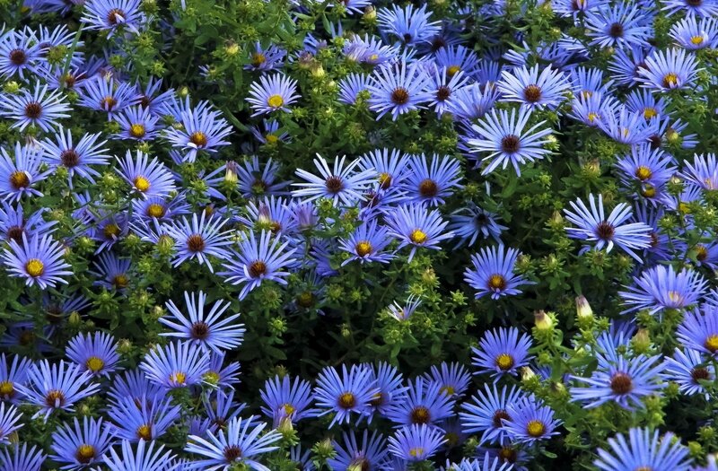blue aster flowers in bloom