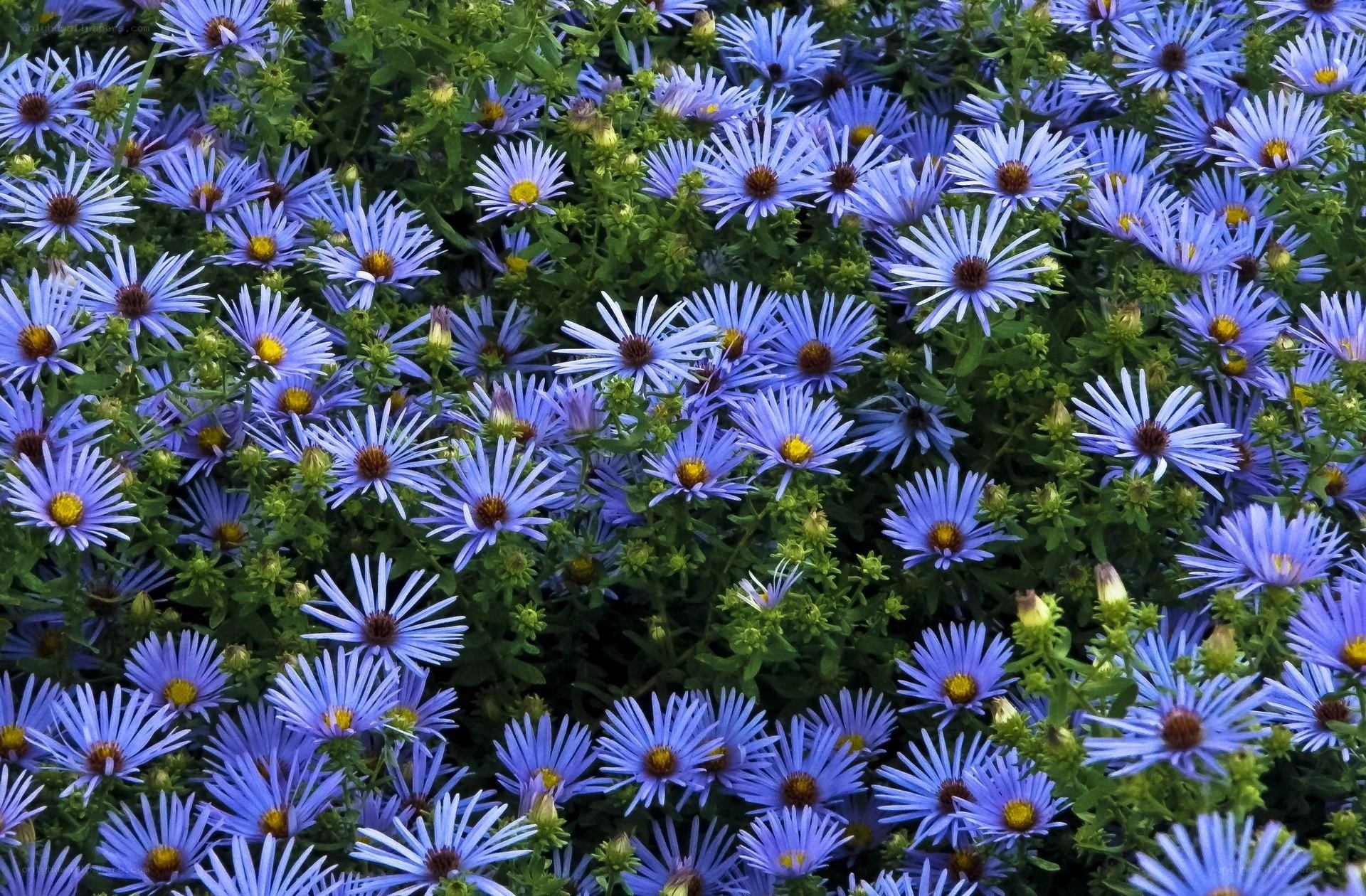 blue aster flowers in bloom
