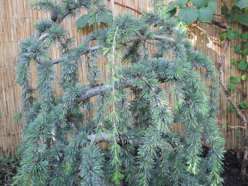 Blue Atlas Cedar Tree