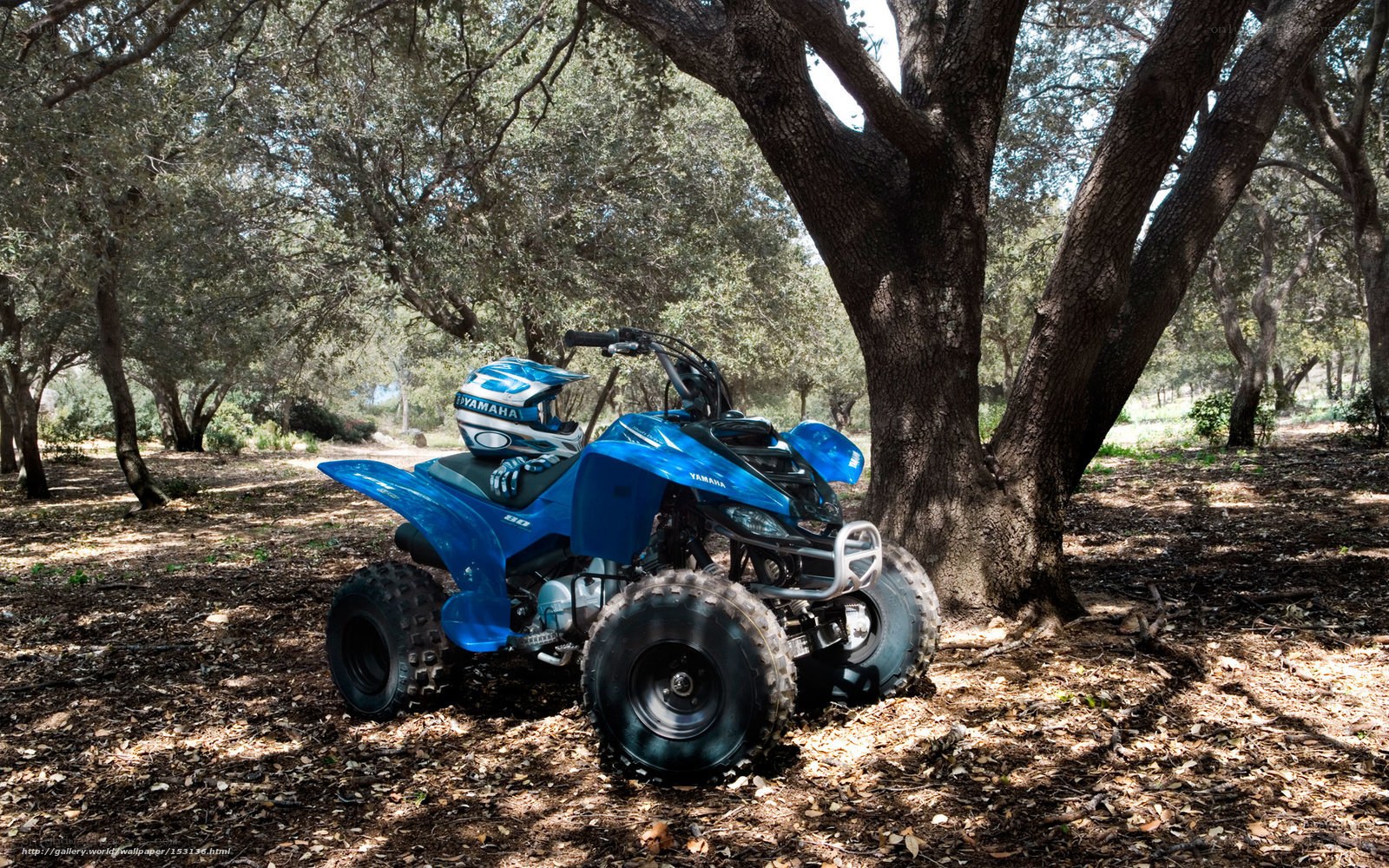 Blue ATV in forest