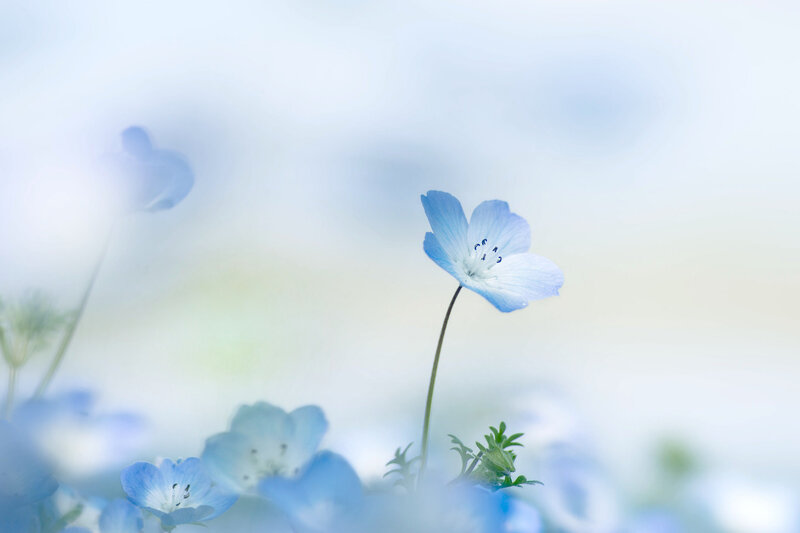Blue Baby's Breath Flower