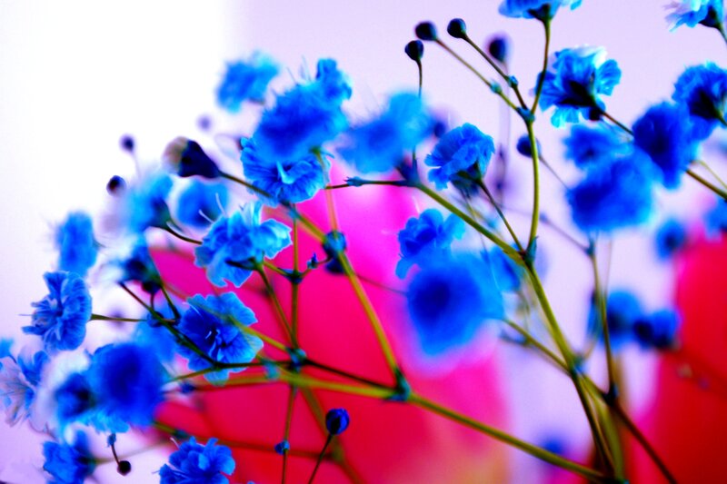 Blue Baby's Breath Flowers — Dreamy