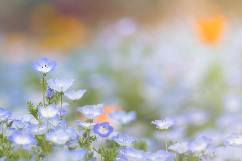 Blue Baby's Breath Flowers — Serene, Spring