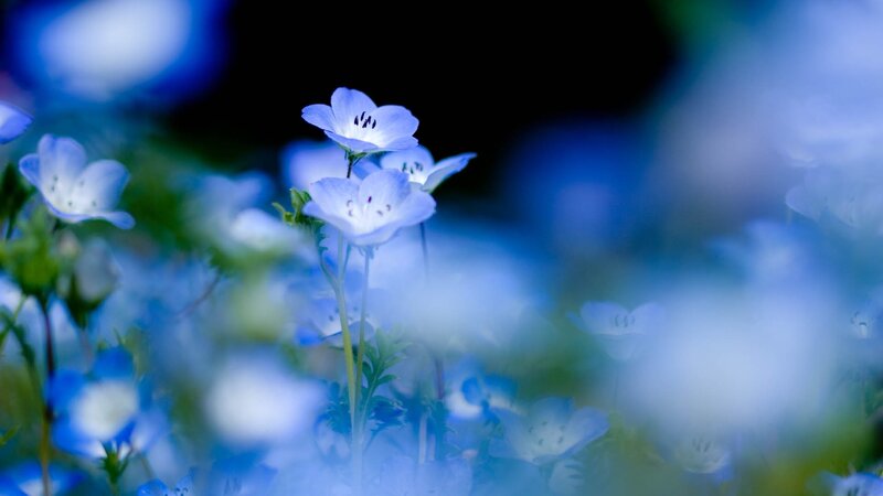 Blue Baby's Breath Flowers — Serene