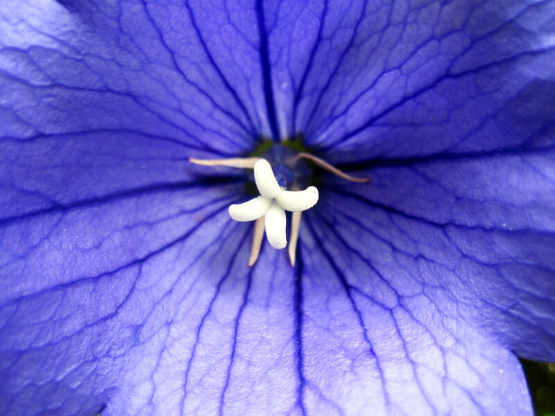 Blue Balloon Flower