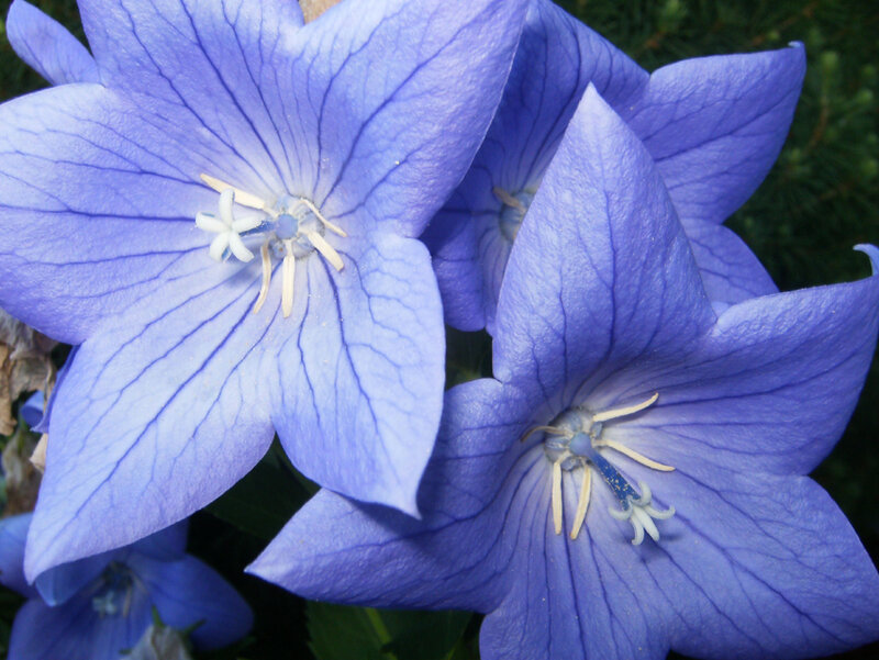 Blue Balloon Flowers