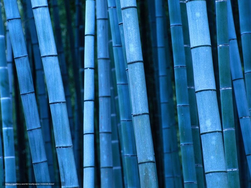Blue bamboo forest