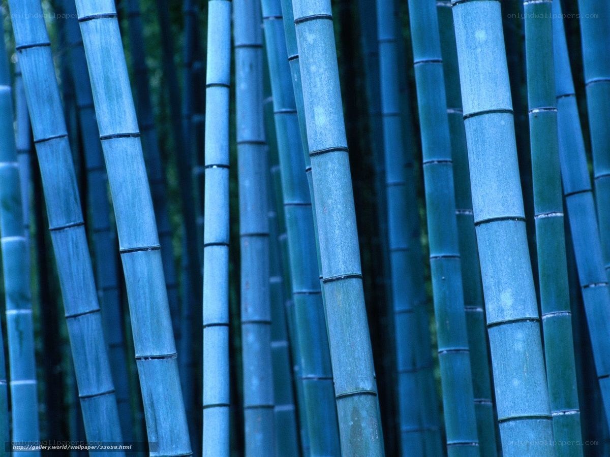 Blue bamboo forest
