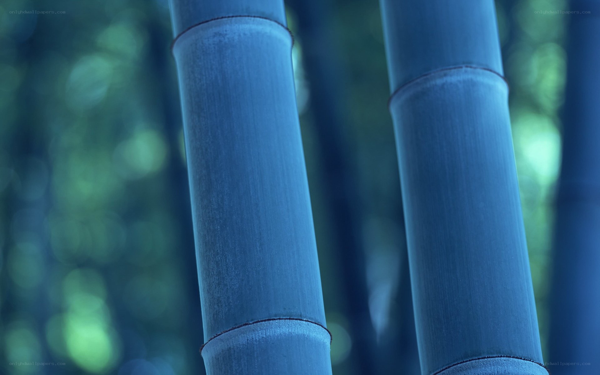 Blue bamboo stalks in forest
