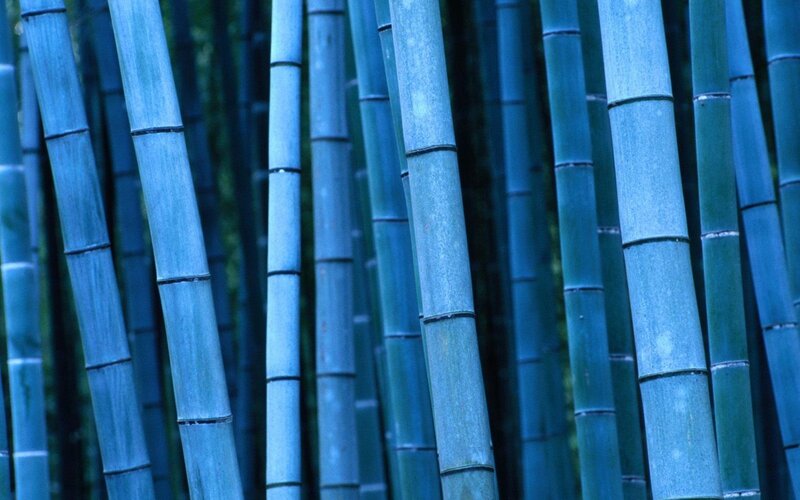 Blue Bamboo Stalks — Serene, Photograph
