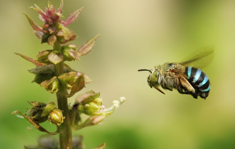 Blue-banded Bee in Flight