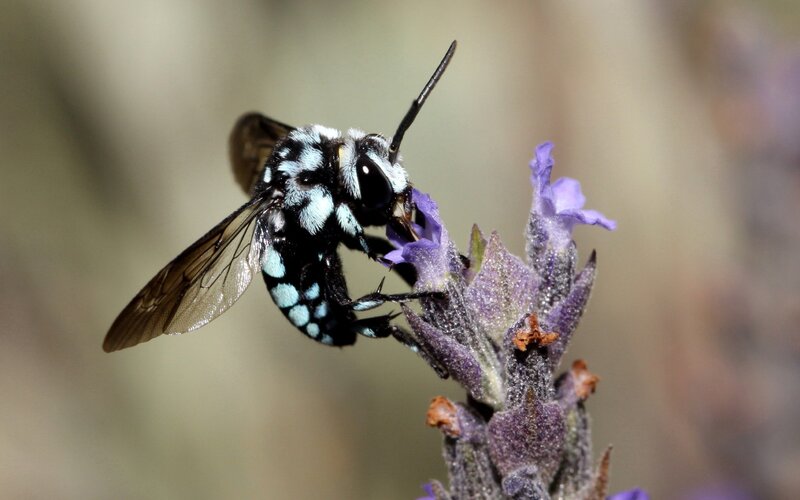 Blue-banded Bee on Flower