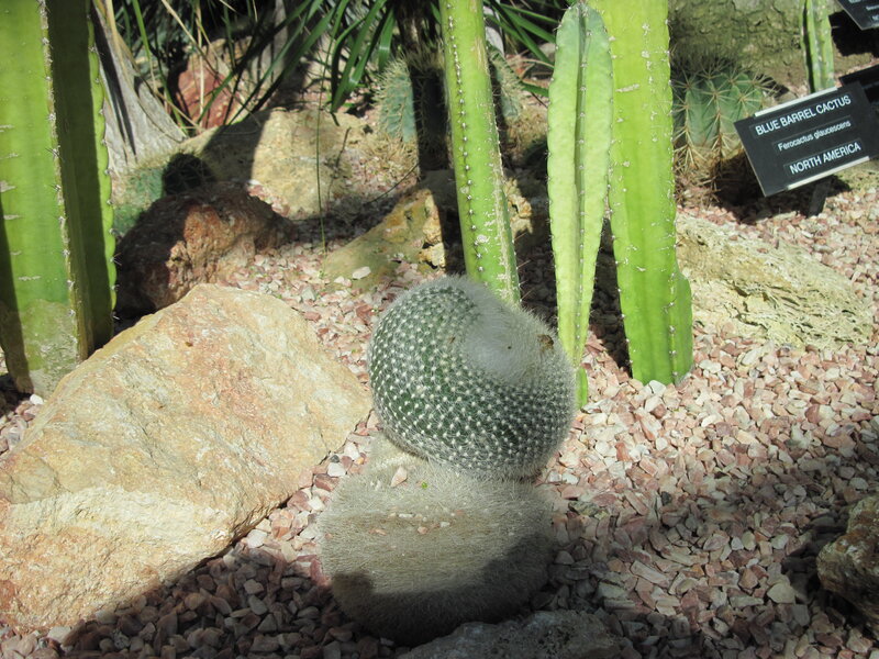 Blue Barrel Cactus