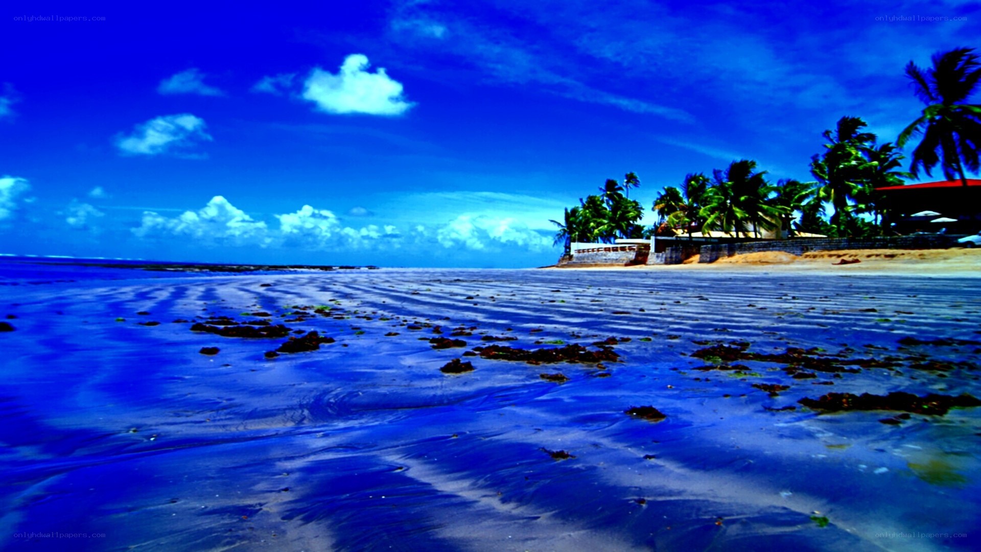 Blue beach with palm trees