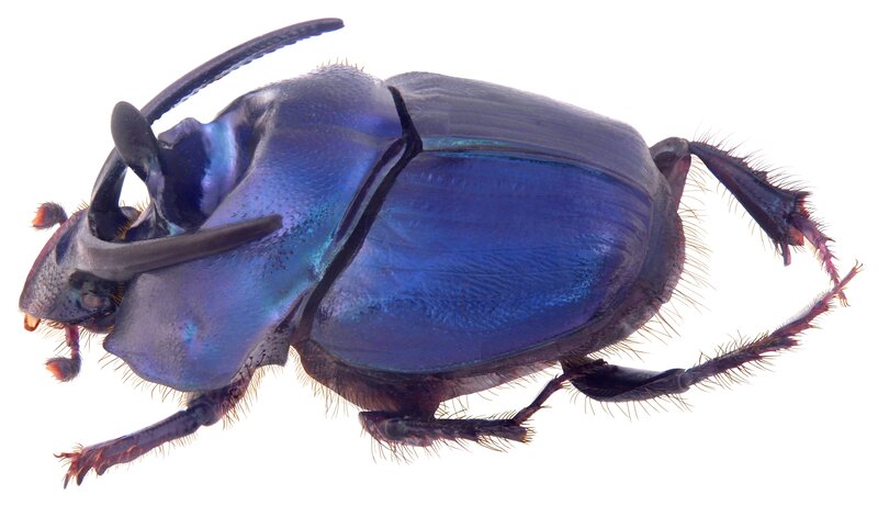 blue beetle insect
