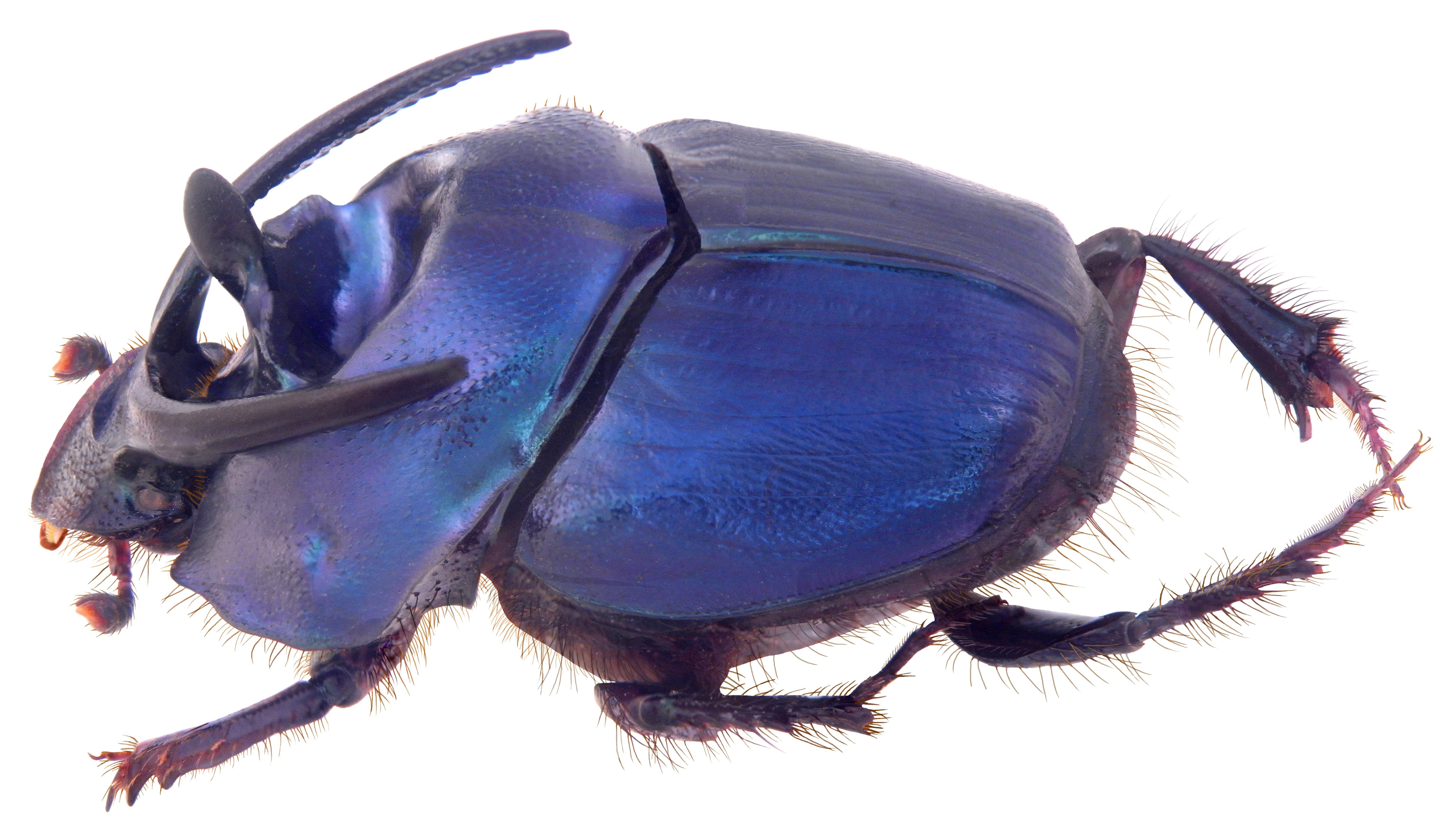 blue beetle insect