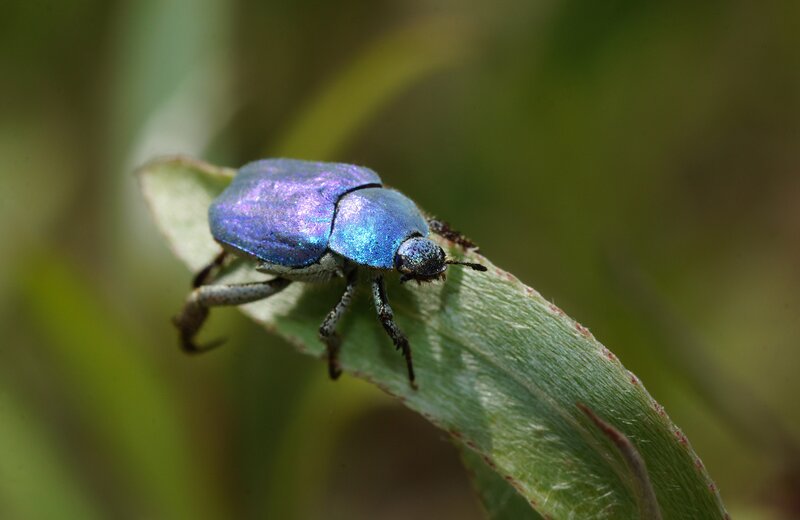 blue beetle on a leaf