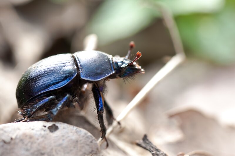 blue beetle on a rock