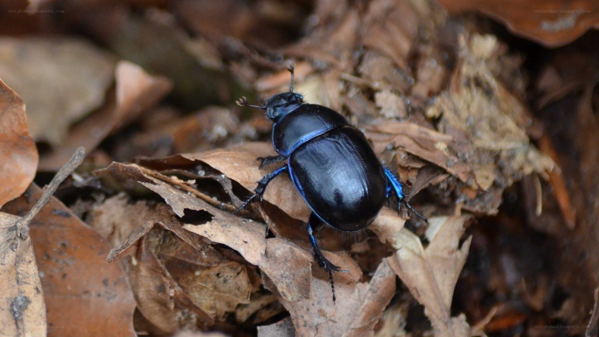 blue beetle on dry leaves