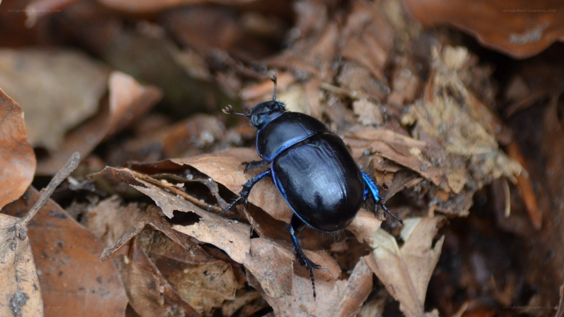 blue beetle on dry leaves