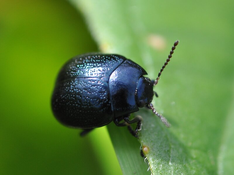 blue beetle on green leaf