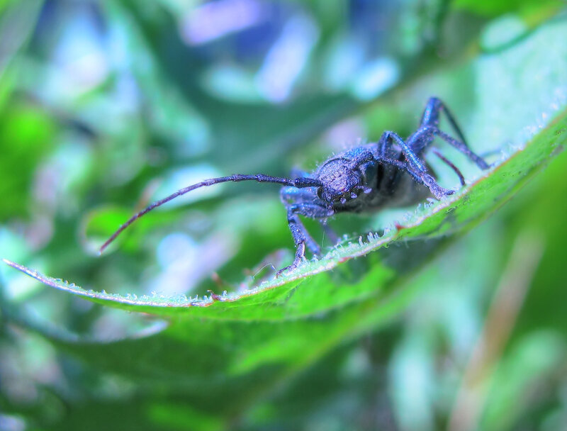 blue beetle on green leaf