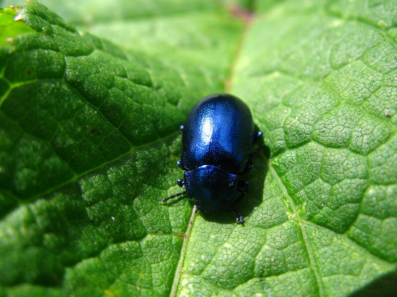 blue beetle on green leaf