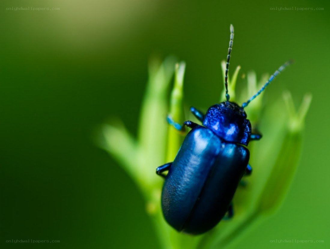 blue beetle on green plant